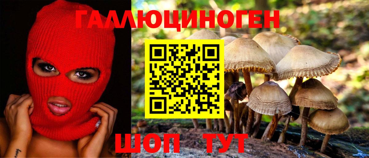 Галлюциногенные грибы Psilocybe Гатчина